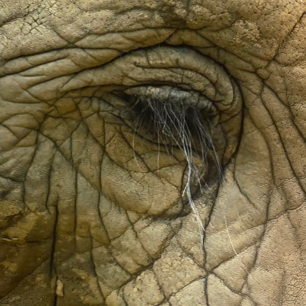 Elephant eye print